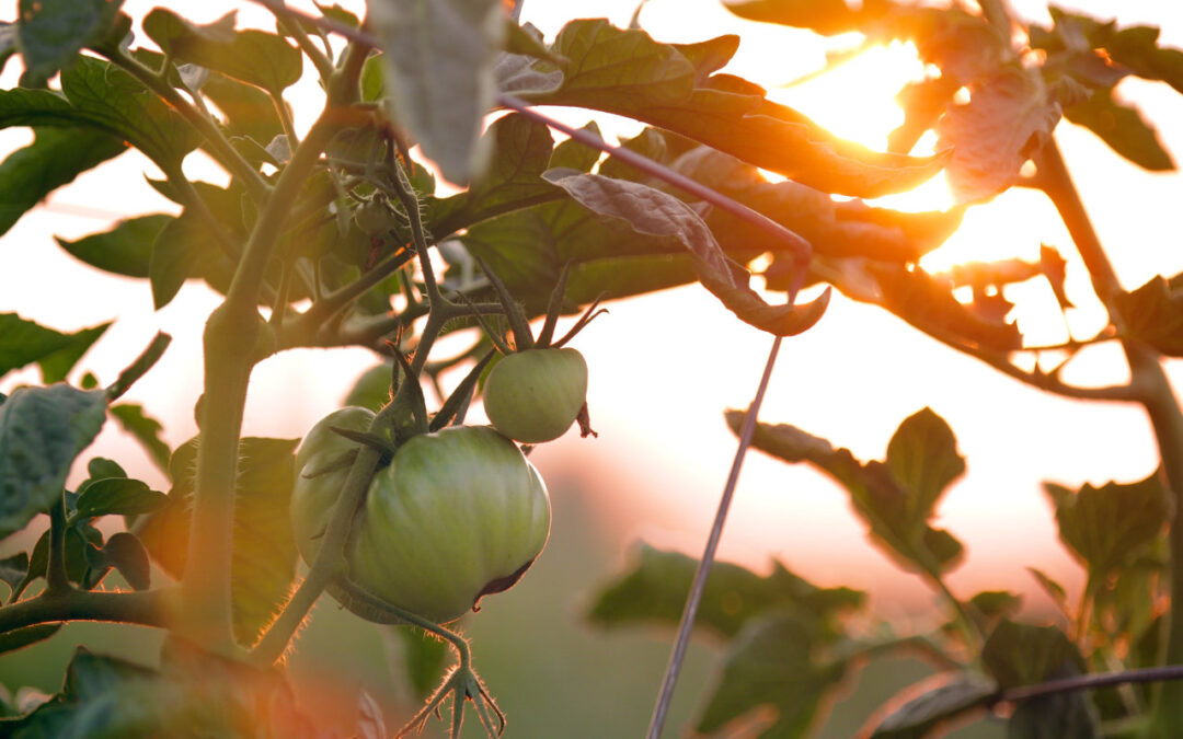 Different Vegetable Gardening Styles